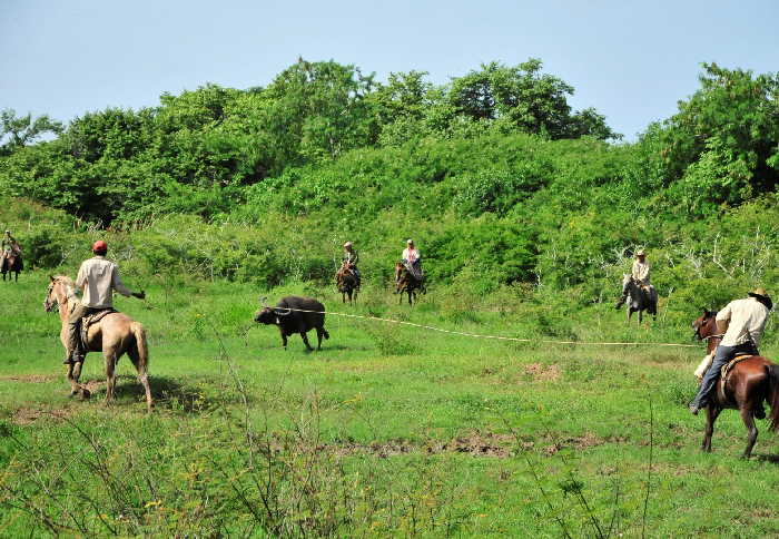 sancti spiritus, la sierpe, sur del jibaro, bufalo, ganaderia