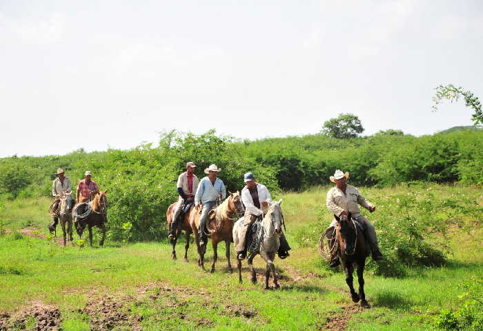 sancti spiritus, la sierpe, sur del jibaro, bufalo, ganaderia