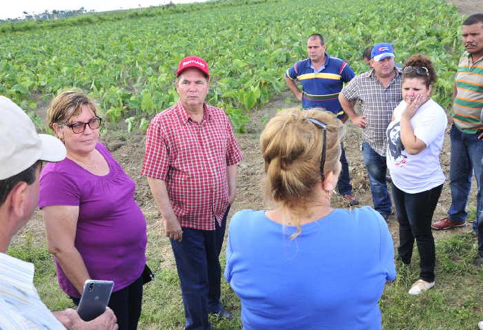 sancti spiritus, yaguajay, alimentos, produccion de alimentos, agricultura