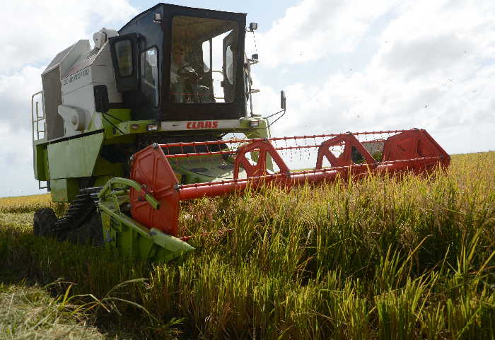 sancti spiritus, cosecha arrocera, sur del jibaro, arroz, la sierpe, arrocera sur del jibaro