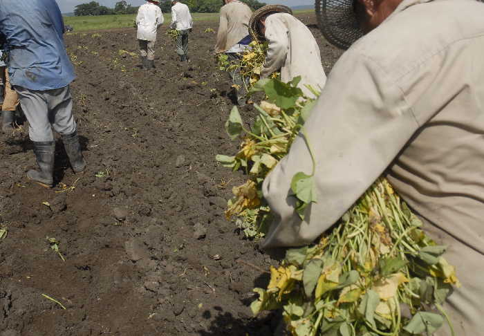 sancti spiritus, agricultura, cultivos varios, produccion de alimentos, autoabastecimiento