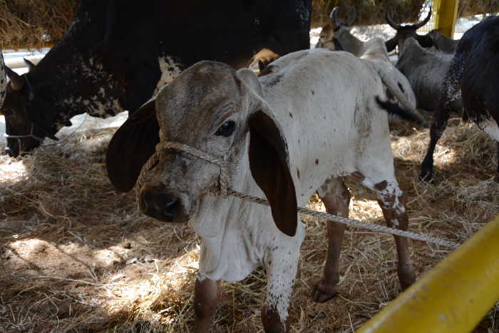 sancti spiritus, feria del cebu, parque de ferias delio luna echemendia