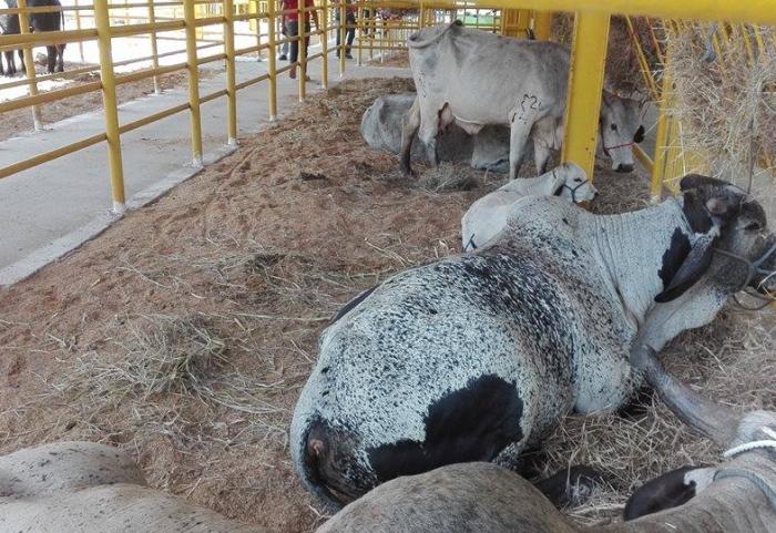 sancti spiritus, feria del cebu, parque de ferias delio luna echemendia