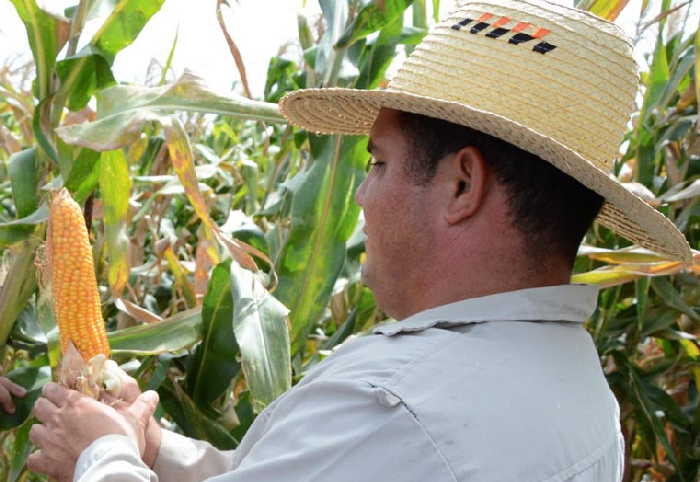 sancti spiritus, agricultura, produccion de alimentos, tabaco tapado, cabaiguan