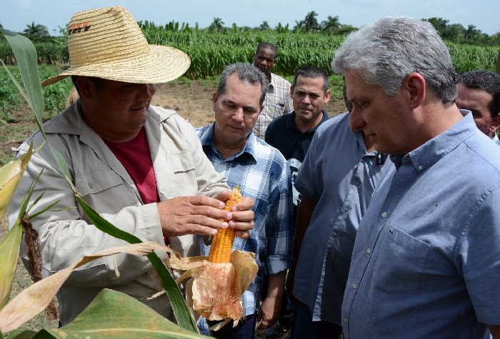 sancti spiritus, agricultura, produccion de alimentos, tabaco tapado, cabaiguan