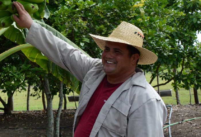 sancti spiritus, agricultura, produccion de alimentos, tabaco tapado, cabaiguan