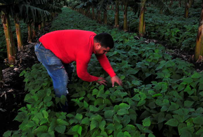 sancti spiritus, agricultura, produccion de alimentos, tabaco tapado, cabaiguan