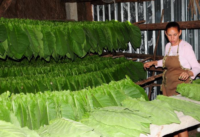 sancti spiritus, tabaco tapado, economia espirituana