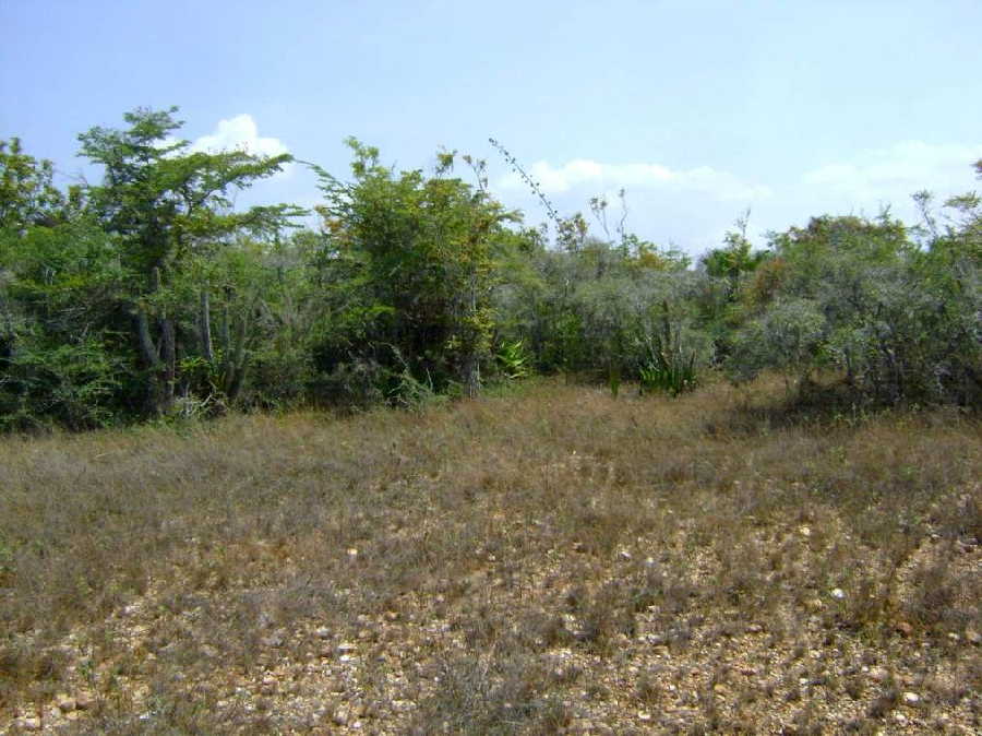 trinidad, ecosistema, salud, flora y fauna, jardín botánico