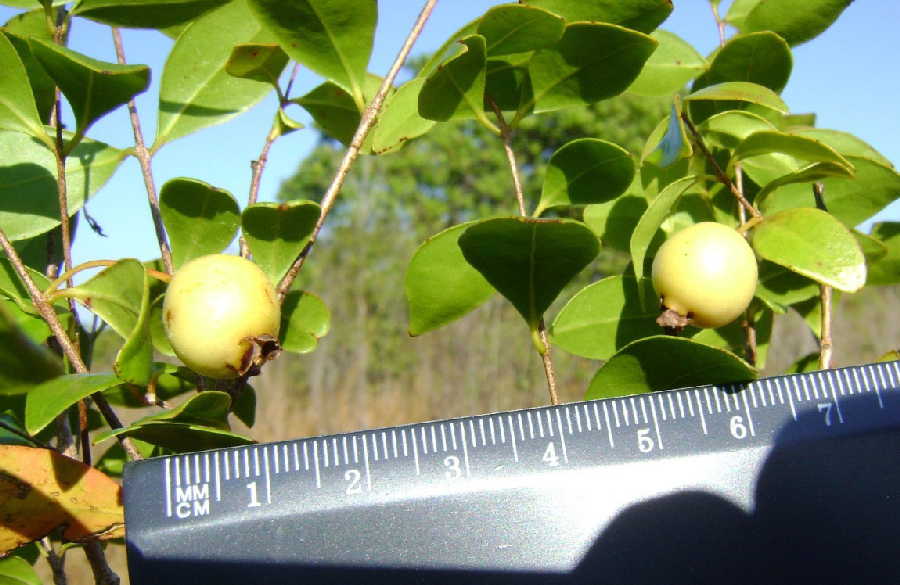 trinidad, ecosistema, salud, flora y fauna, jardín botánico