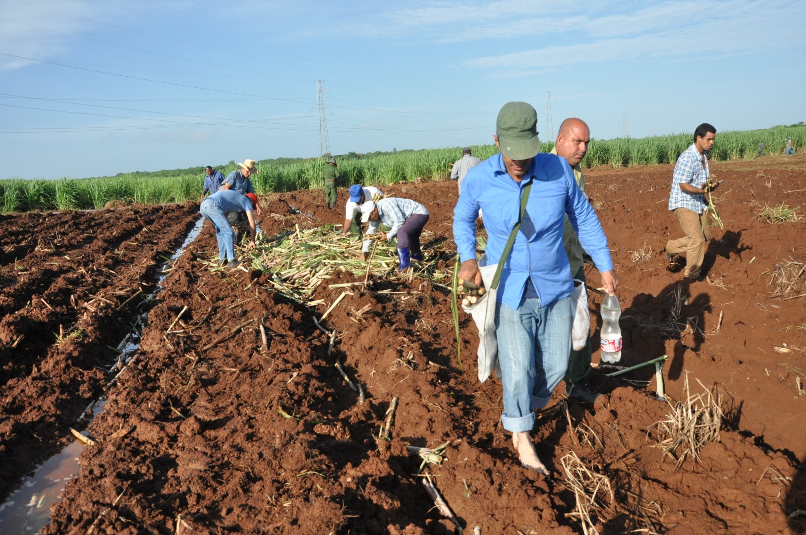 zafra, caña, siembra, Sancti Spíritus