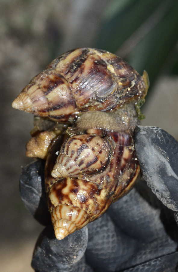 sancti spiritus, agricultura, sanidad vegetal, higiene y hepidemiologia, cabaiguan, caracol africano