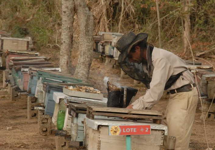 sancti spiritus, miel cologica, produccion de miel, trinidad