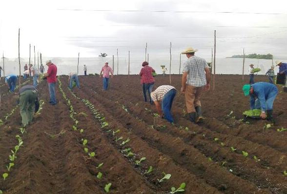 sancti spiritus, siembra de tabaco, tabacuba