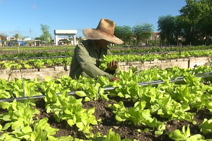 Agricultura urbana, Sancti Spíritus