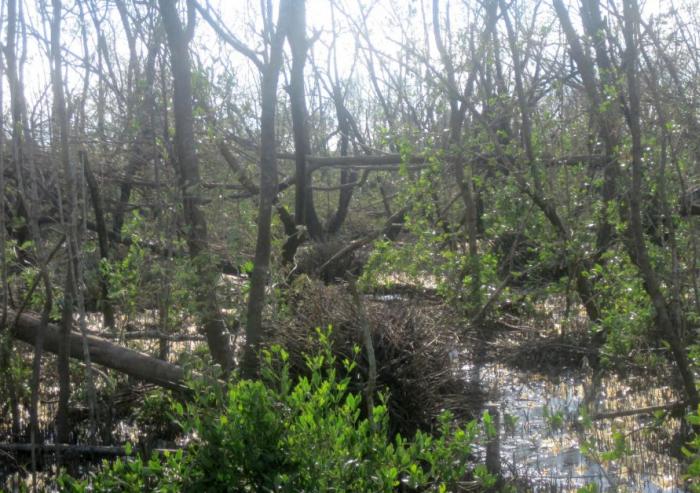 Sancti spiritus, parque nacional zaguanes, tarea vida, medio ambiente, citma, cuenca rio zaza, cambio climatico