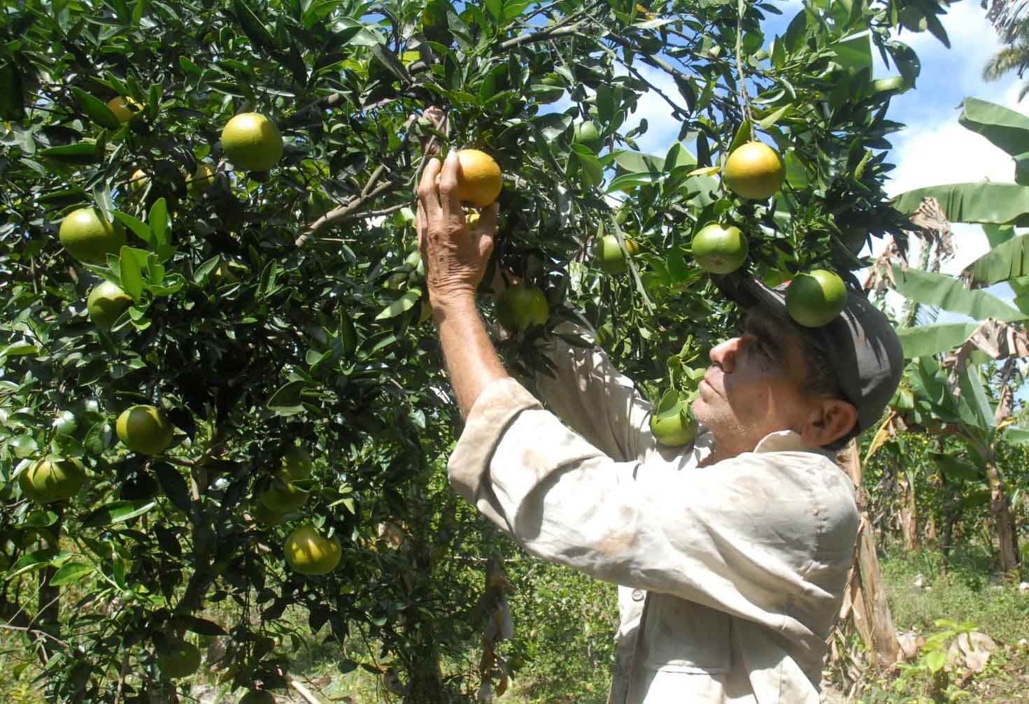 frutales, Meneses, Sancti Spíritus