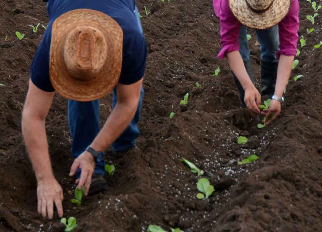 tabaco, siembra, Sancti Spíritus