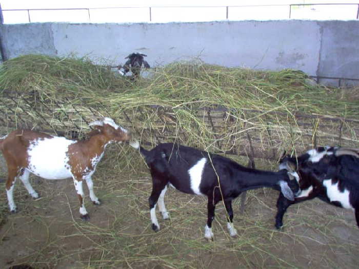 sancti spiritus, ganaderia, feria ganadera de invierno, feria agropecuaria delio luna echemendia