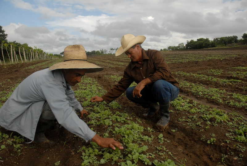 sancti spiritus, tabaco, cabaiguan vega de tabaco