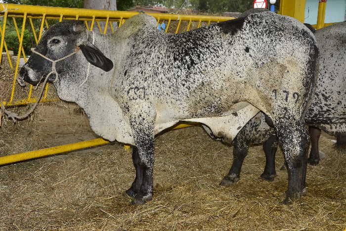 sancti spiritus, feria ganadera de invierno