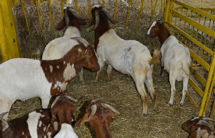 sancti spiritus, feria ganadera de invierno