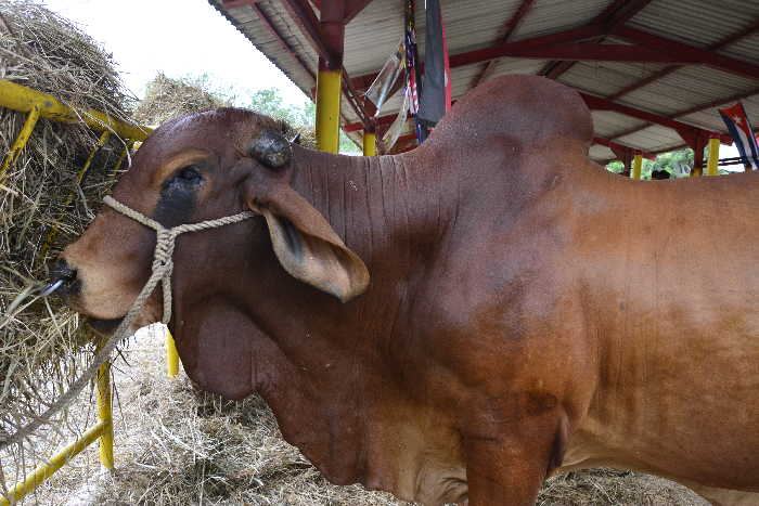 sancti spiritus, feria ganadera de invierno