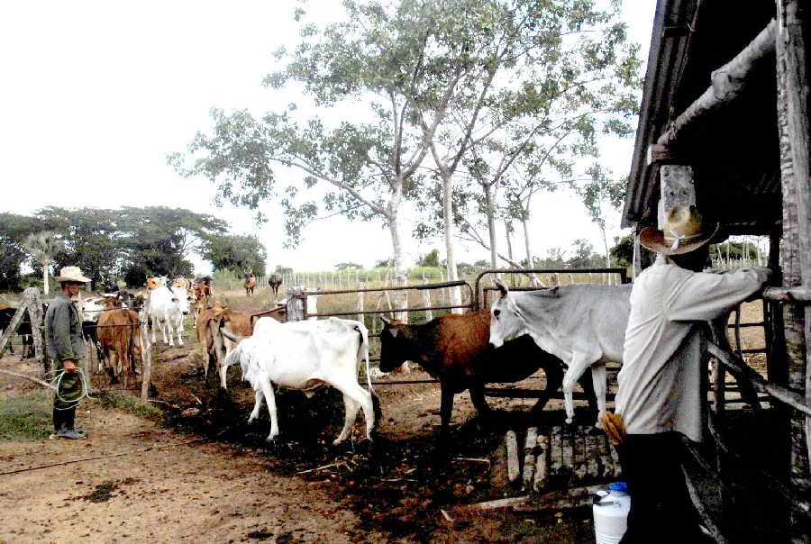 sancti spiritus, ganaderia, guasimal, produccion leche