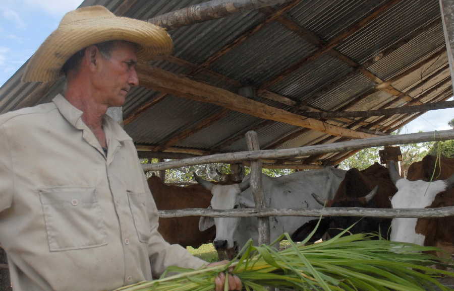 sancti spiritus, ganaderia, guasimal, produccion leche