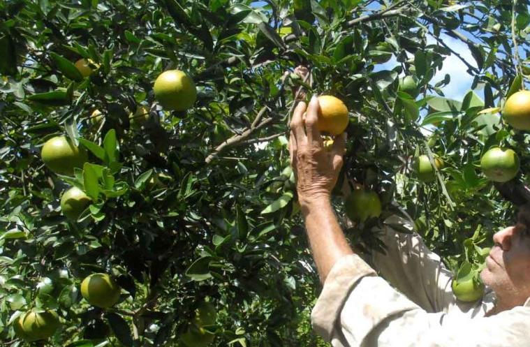 Frutales, Sancti Spíritus, agricultura