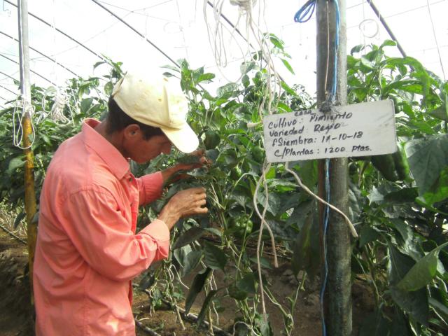 sancti spiritus, agricultura, vegerales, hortalizas