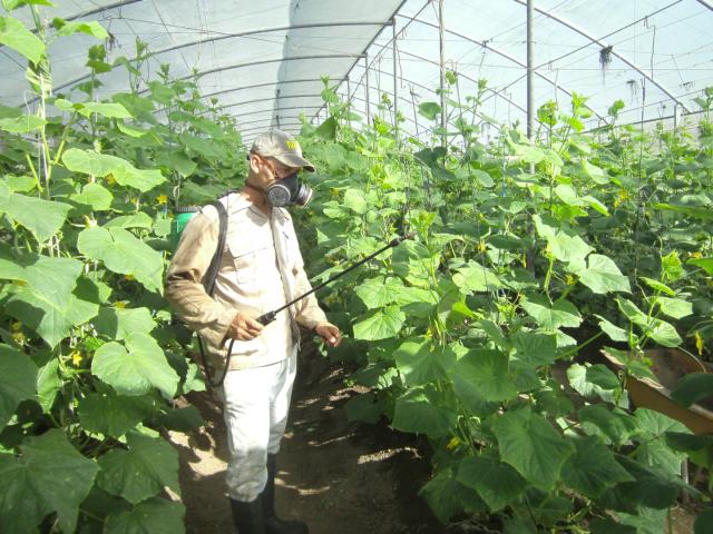 sancti spiritus, agricultura, vegerales, hortalizas