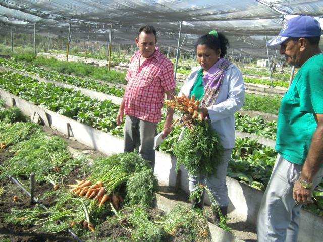 sancti spiritus, agricultura, vegerales, hortalizas