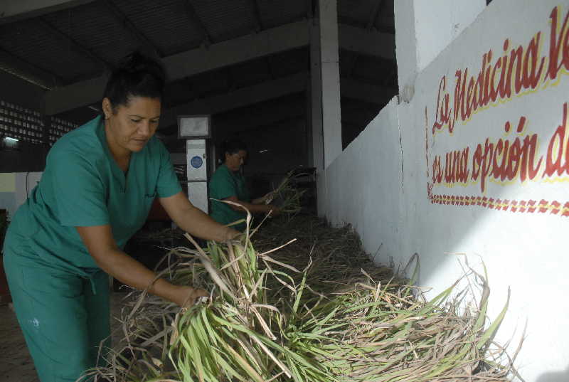 sancti spiritus, plantas medicinales