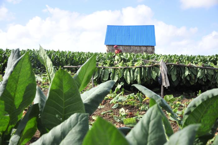 tabaco, sancti spiritus, economia