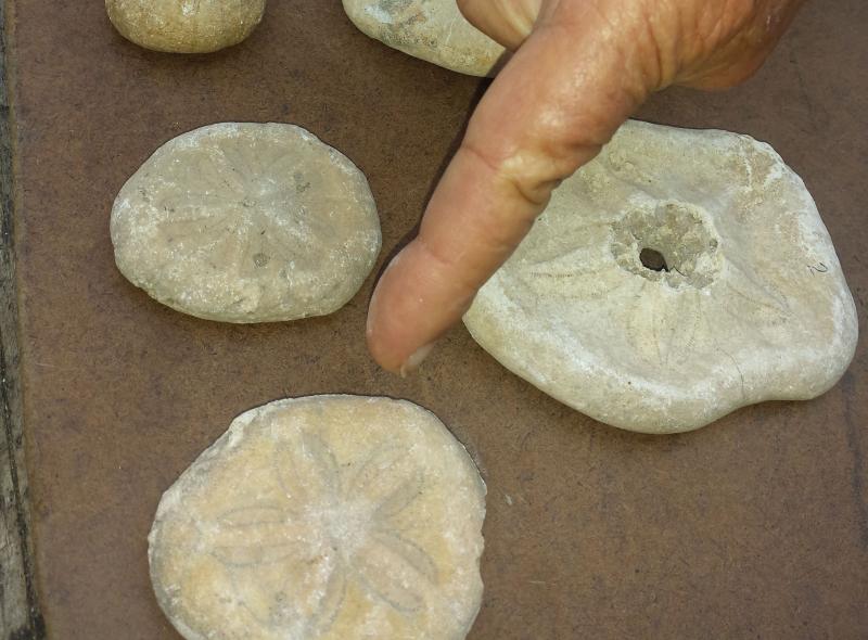 sancti spiritus, domo zaza, museo de la naturaleza y el hombre, erizos