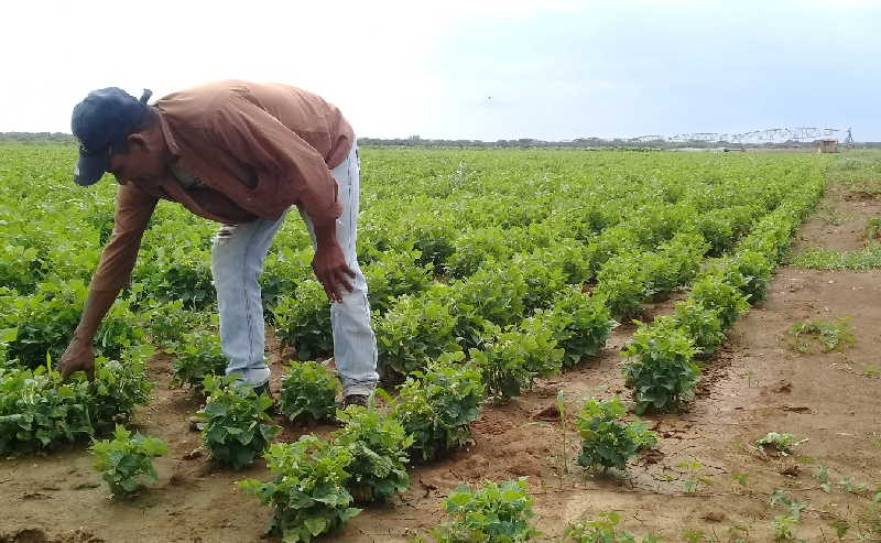 sancti spiritus, banao, produccion de alimentos, agricultura