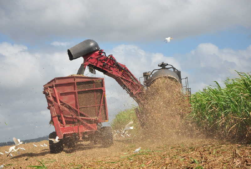 Cumplir con la meta diaria de entrega de caña a la industria, resulta prioridad del momento. (Foto: Vicente Brito / Escambray)