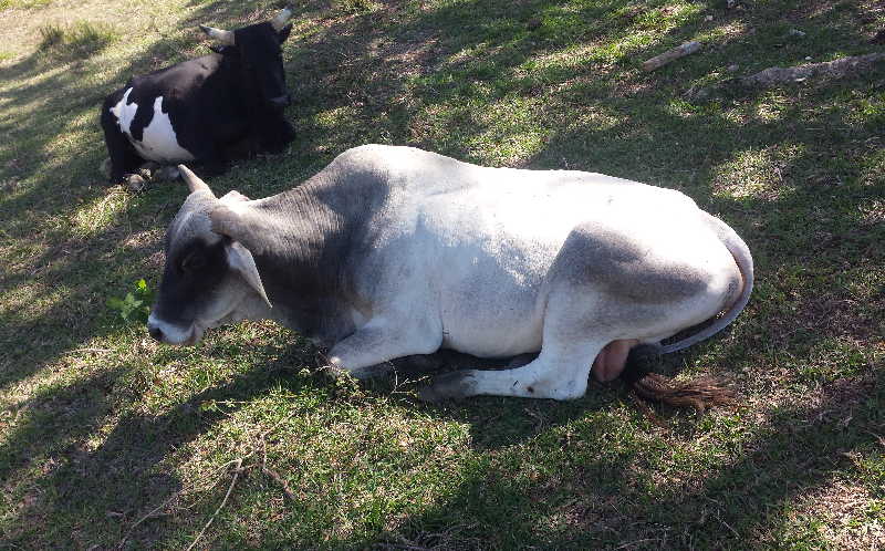 sancti spiritus, ganado vacuno, ganaderia, matadero