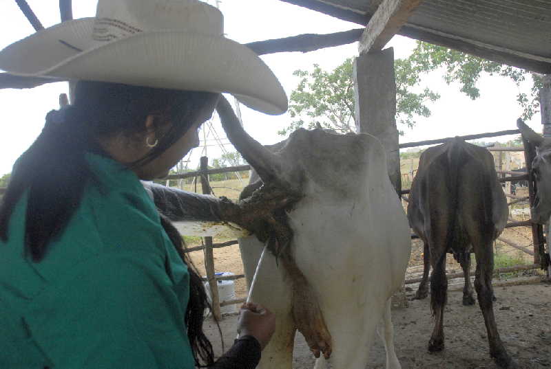 sancti spiritus, ganaderia, inseminacion artificial, mujeres, veterinaria, guasimal