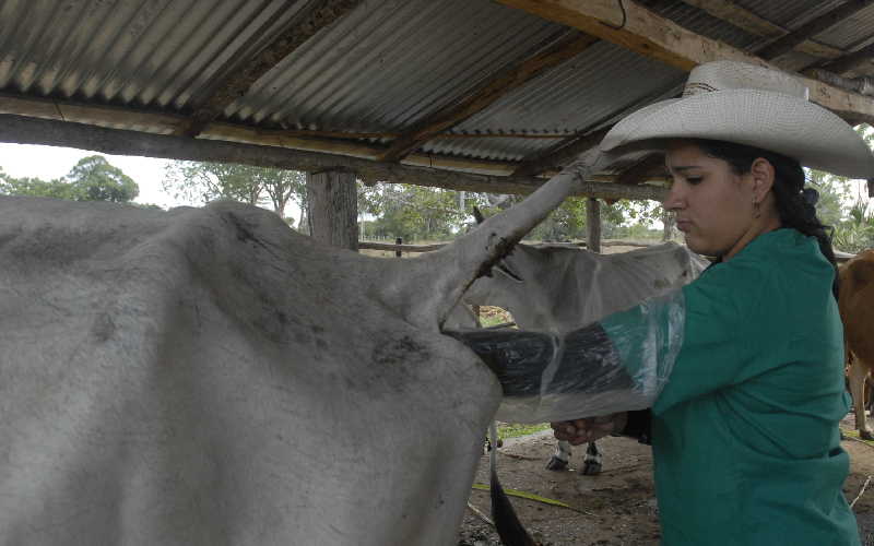 sancti spiritus, ganaderia, inseminacion artificial, mujeres, veterinaria, guasimal