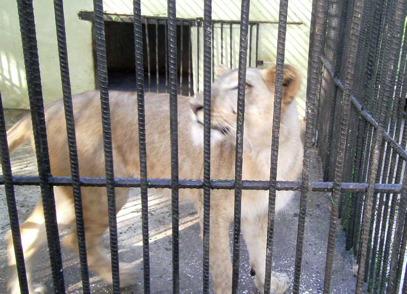 sancti spiritus, zoologico espirituano, el bosque, medicina veterinaria