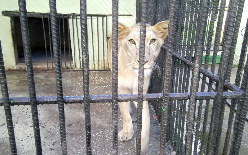 sancti spiritus, el bosque, zoologico, veterinaria