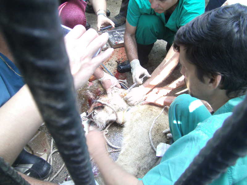 sancti spiritus, zoologico, el bosque, medicina veterinaria