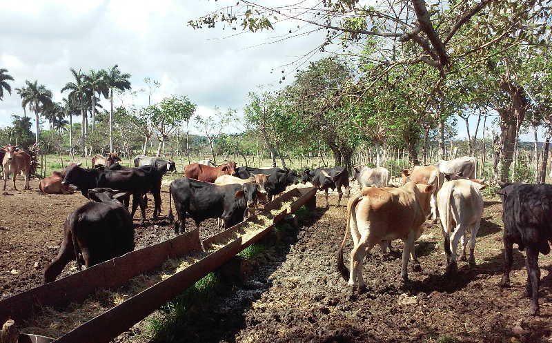 yaguajay, ganaderia