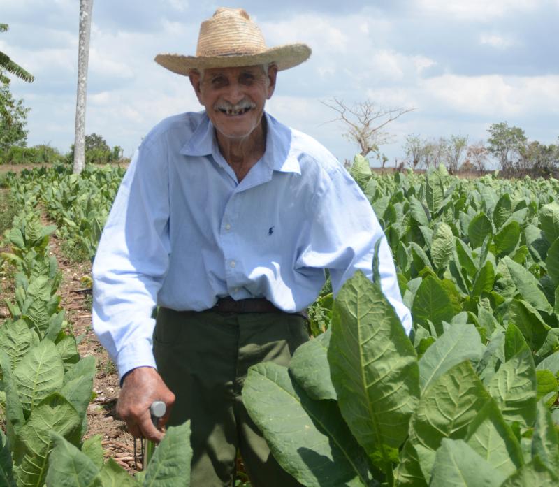 sancti spiritus, tabaco, vega de tabaco