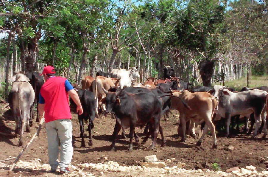 yaguajay, ganaderia