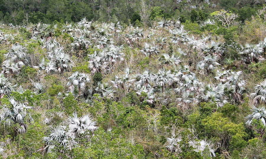 sancti spiritus, sociedad cubana de botanica, jardin botanico, flora