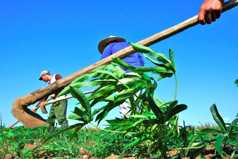 sancti spiritus, agricultura, produccion de alimentos, campesinos