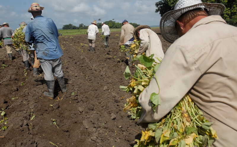 sancti spiritus, dia del campesino, anap, campesinos, produccion de alimentos, agricultura